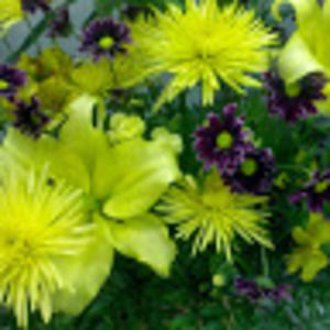 Meet your Posher, Louise